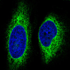 Immunofluorescence staining in HeLa cell line with Anti-HSP90B1 monoclonal antibody, showing specific staining of endoplasmic reticulum in green. Microtubule- and nuclear probes are visualized in red and blue respectively (where available).