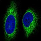 Immunofluorescence staining in HeLa cell line with Anti-HSP90B1 monoclonal antibody, showing specific staining of endoplasmic reticulum in green. Microtubule- and nuclear probes are visualized in red and blue respectively (where available).