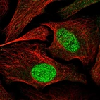 Anti-ZBTB34 Antibody