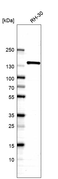 Anti-ERC1 Antibody
