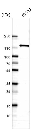 Anti-ERC1 Antibody