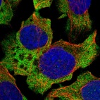 Immunofluorescent staining of human cell line U-2 OS shows localization to cytosol.