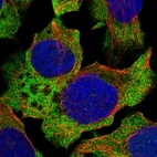 Immunofluorescent staining of human cell line U-2 OS shows localization to cytosol.