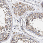 Immunohistochemical staining of human testis shows moderate cytoplasmic positivity in cells in seminiferous ducts and Leydig cells.