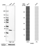 Western blot analysis in human cell lines HeLa and A-431 using Anti-RAB31 antibody. Corresponding RAB31 RNA-seq data are presented for the same cell lines. Loading control: Anti-PPIB.