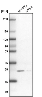Western blot analysis in mouse cell line NIH-3T3 and rat cell line NBT-II.
