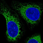 Immunofluorescence staining in U2OS cell line with Anti-HSP90B1 monoclonal antibody, showing specific staining of endoplasmic reticulum in green. Microtubule- and nuclear probes are visualized in red and blue respectively (where available).