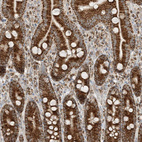 Immunohistochemical staining of human duodenum shows strong cytoplasmic granular positivity in glandular cells.