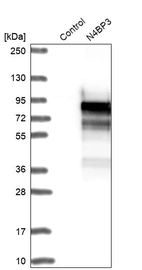 Western blot analysis in control (vector only transfected HEK293T lysate) and N4BP3 over-expression lysate (Co-expressed with a C-terminal myc-DDK tag (~3.1 kDa) in mammalian HEK293T cells, LY414797).
