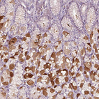 Immunohistochemical staining of human stomach shows strong cytoplasmic positivity in the deeper glandular cells.
