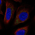 Immunofluorescent staining of human cell line U-2 OS shows localization to vesicles.