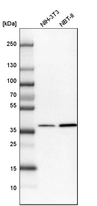 Western blot analysis in mouse cell line NIH-3T3 and rat cell line NBT-II.