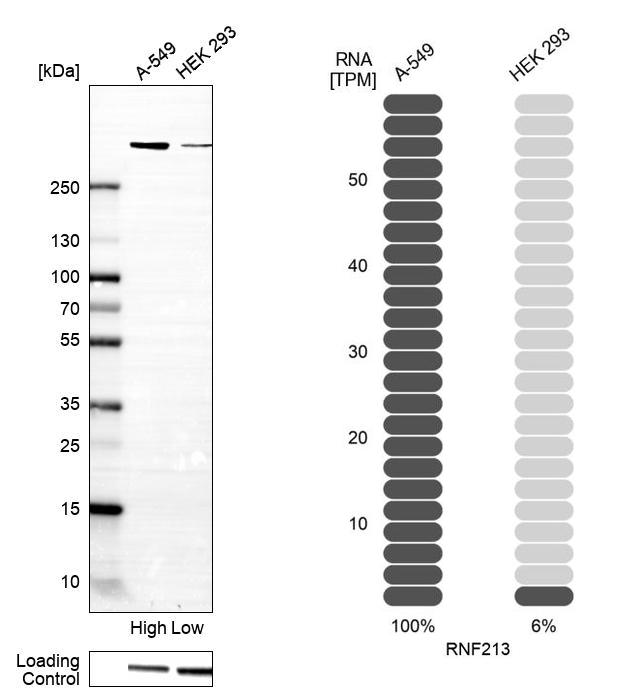 Anti-RNF213 Antibody