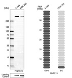 Anti-RNF213 Antibody