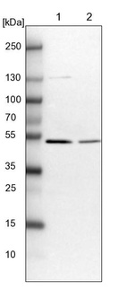 Lane 1: NIH-3T3 cell lysate (Mouse embryonic fibroblast cells)_br/_Lane 2: NBT-II cell lysate (Rat Wistar bladder tumour cells)