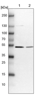 Lane 1: NIH-3T3 cell lysate (Mouse embryonic fibroblast cells)_br/_Lane 2: NBT-II cell lysate (Rat Wistar bladder tumour cells)