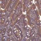 Immunohistochemical staining of human duodenum shows strong cytoplasmic positivity in glandular cells.