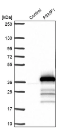 Western blot analysis in control (vector only transfected HEK293T lysate) and PSMF1 over-expression lysate (Co-expressed with a C-terminal myc-DDK tag (~3.1 kDa) in mammalian HEK293T cells, LY405875).