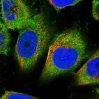 Immunofluorescent staining of human cell line U-251 MG shows localization to cytosol.