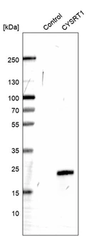 Western blot analysis in control (vector only transfected HEK293T lysate) and CYSRT1 over-expression lysate (Co-expressed with a C-terminal myc-DDK tag (~3.1 kDa) in mammalian HEK293T cells, LY404713).