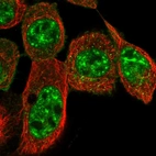 Immunofluorescent staining of human cell line A-431 shows localization to nuclear speckles & vesicles.