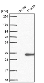 Western blot analysis in control (vector only transfected HEK293T lysate) and C5orf30 over-expression lysate (Co-expressed with a C-terminal myc-DDK tag (~3.1 kDa) in mammalian HEK293T cells, LY403234).