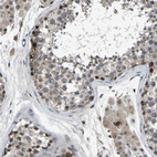 Immunohistochemical staining of human testis shows strong nuclear positivity in a subset of cells in seminiferous ducts.