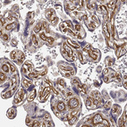 Immunohistochemical staining of human placenta shows strong cytoplasmic positivity in endothelial cells.