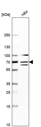 Anti-DDX55 Antibody