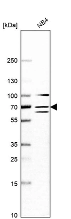 Anti-DDX55 Antibody