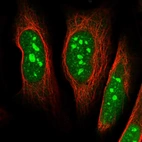 Immunofluorescent staining of human cell line U-2 OS shows localization to nucleus & nucleoli.