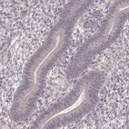 Immunohistochemical staining of human endometrium shows no positivity in glandular cells as expected.