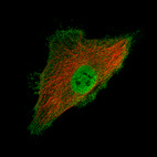 Immunofluorescence staining of HeLa cells using the Anti-LY6K monoclonal antibody, showing specific staining in the plasma membrane and nucleoplasm. Microtubule- and nuclear probes are visualized in red and blue, respectively (where available).