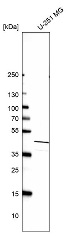 Western blot analysis in human cell line U-251 MG.