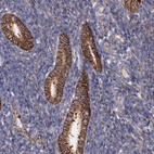 Immunohistochemical staining of human endometrium shows strong membranous positivity in glandular cells.
