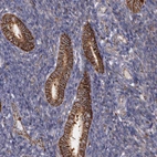 Immunohistochemical staining of human endometrium shows strong membranous positivity in glandular cells.