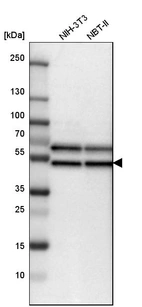 Western blot analysis in mouse cell line NIH-3T3 and rat cell line NBT-II.