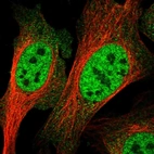 Immunofluorescent staining of human cell line U-2 OS shows localization to nucleoplasm.