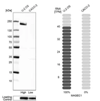 Western blot analysis in human cell line U-2 OS and human cell line CACO-2.