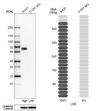 Western blot analysis in human cell lines A-431 and U-251MG using Anti-LSR antibody. Corresponding LSR RNA-seq data are presented for the same cell lines. Loading control: Anti-HSP90B1.