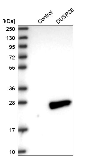 Anti-DUSP26 Antibody