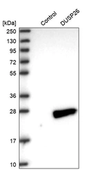 Anti-DUSP26 Antibody