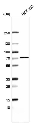 Anti-RUNDC1 Antibody