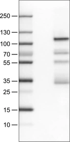 Lane 1: Marker [kDa]_br/_Lane 2: Negative control (vector only transfected HEK293T lysate) _br/_Lane 3: SATB2 Over-expression Lysate (Co-expressed with a C-terminal myc-DDK tag (~3.1 kDa) in mammalian HEK293T cells, LY414656)