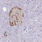 Immunohistochemical staining of human pancreas shows strong cytoplasmic positivity in islets of Langerhans.
