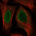 Immunofluorescent staining of human cell line U-2 OS shows localization to nucleus & vesicles.