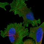 Immunofluorescent staining of human cell line U-251 MG shows localization to plasma membrane, cytosol & actin filaments.