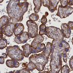 Immunohistochemical staining of human placenta shows strong membranous positivity in trophoblastic cells.