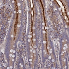 Immunohistochemical staining of human duodenum shows strong membranous positivity in glandular cells.