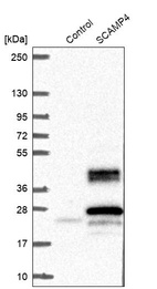 Western blot analysis in control (vector only transfected HEK293T lysate) and SCAMP4 over-expression lysate (Co-expressed with a C-terminal myc-DDK tag (~3.1 kDa) in mammalian HEK293T cells, LY409204).